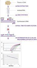 Realtime PCR