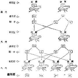 隱性性狀