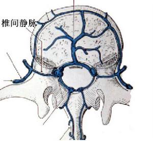 椎間靜脈