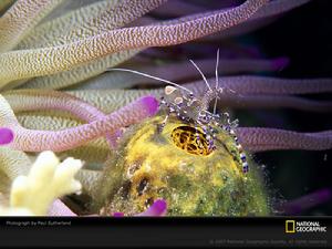 彼得松岩蝦