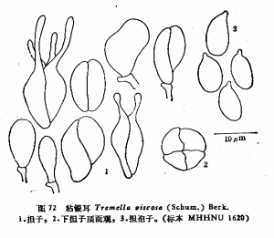 粘銀耳