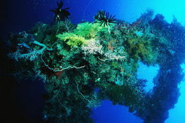 瀉湖蕈珊瑚