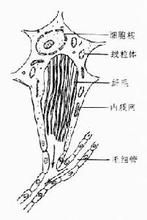 單殖亞綱