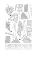 裸萼鳳尾蘚