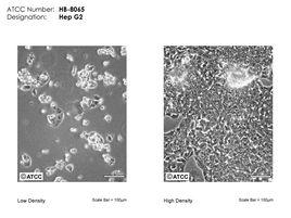 HepG2細胞