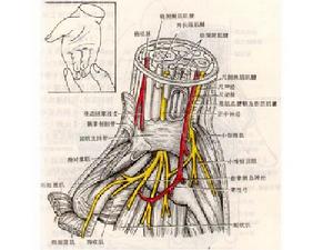 手腕