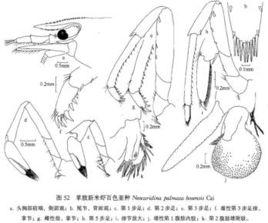 掌肢新米蝦百色亞種