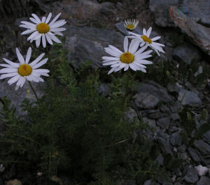 黑苞匹菊