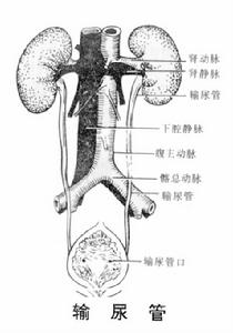 德州曙光泌尿感染