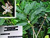 Detail of Coffea canephora branch and leaves.jpg