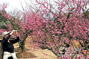 武漢東湖磨山梅園