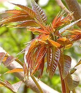 瓦屋香椿芽