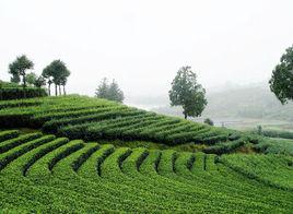 茶山風景區