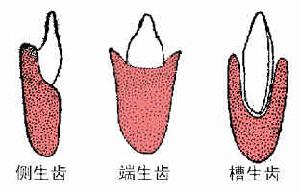 爬行類