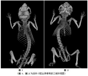 圖 1、圖 2為活體小鼠全身骨架的三維體視圖