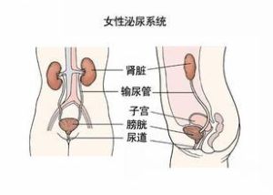 女性泌尿系統