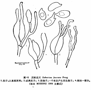 黑蠟殼耳