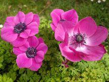 Anemonecoronaria ’Sylphide‘