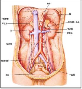 免疫性不育