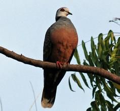 喀麥隆斑鳩