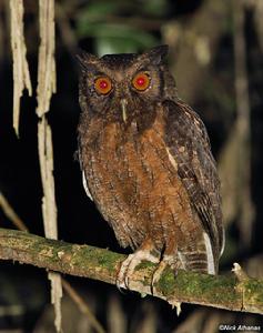 茶腹鳴角鴞（Tawny-bellied Screech-Owl ）