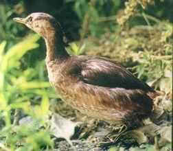 辟鳥虎鳥目