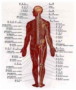 神經系統總論