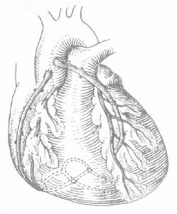 （圖）冠脈循環