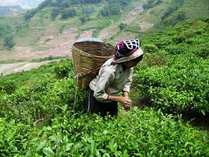 茶葉種植