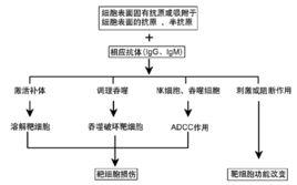 Ⅱ型超敏反應[Ⅱ型超敏反應]