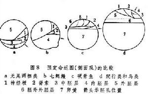 胚胎預定命運圖