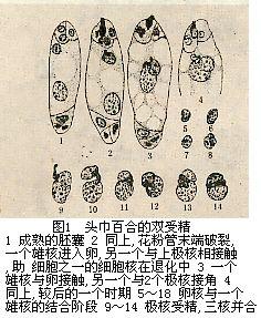 頭巾百合的雙受精