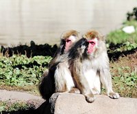 日本獼猴