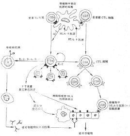 移植物抗宿主反應