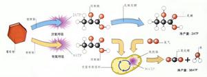 （圖）無氧呼吸