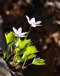 白花蓬子菜