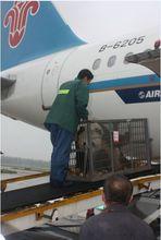 2008年5月,南航專機順利運送8隻國寶大熊貓