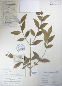 長葉黃楊 Buxus megistophylla 標本