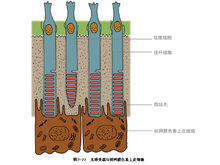 視桿細胞