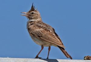 鳳頭百靈