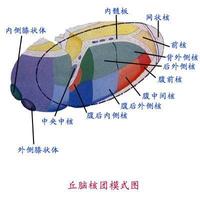 丘腦下部損傷