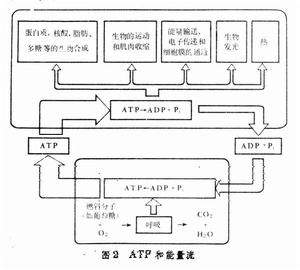 腺苷三磷酸