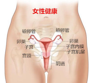 女性健康