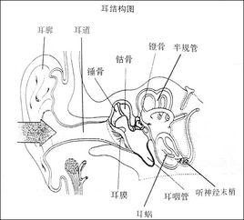 聽小骨