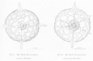 巢六槍蟲