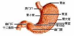 胃部圖片