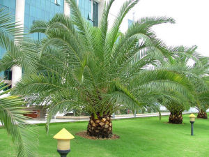大王椰子櫚