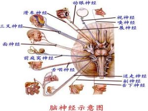 閱讀性癲癇