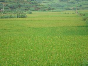 草菁村民委員會松樹林上村 的水稻種植