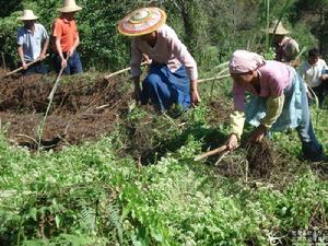 （圖）薇甘菊